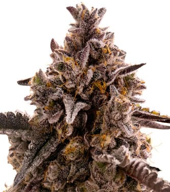 auto-black-orchid-strain-original-sensible-seeds-hanfsamen-graine-cannabis-semilla