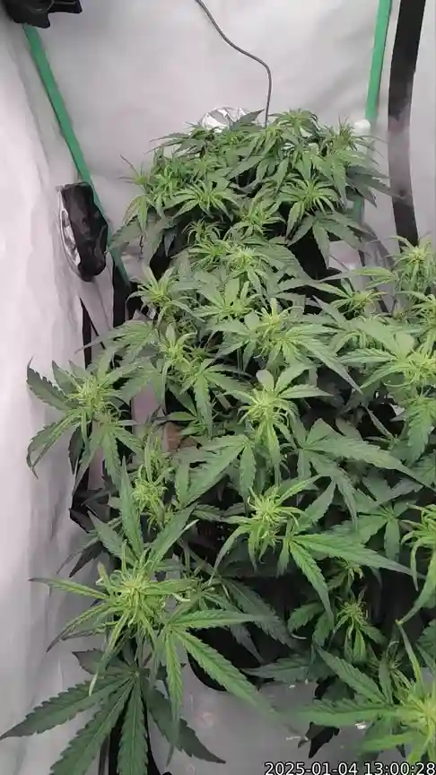 ezgif.com-optiwebp-2