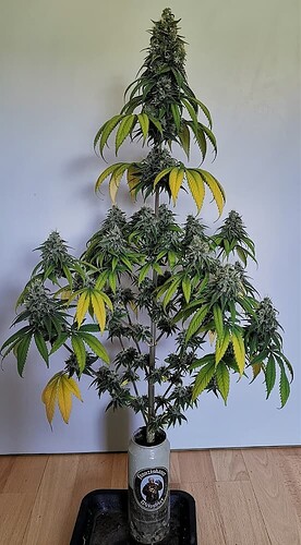 08bb56fece3307c4174559890e280089baccd06c_2_276x500