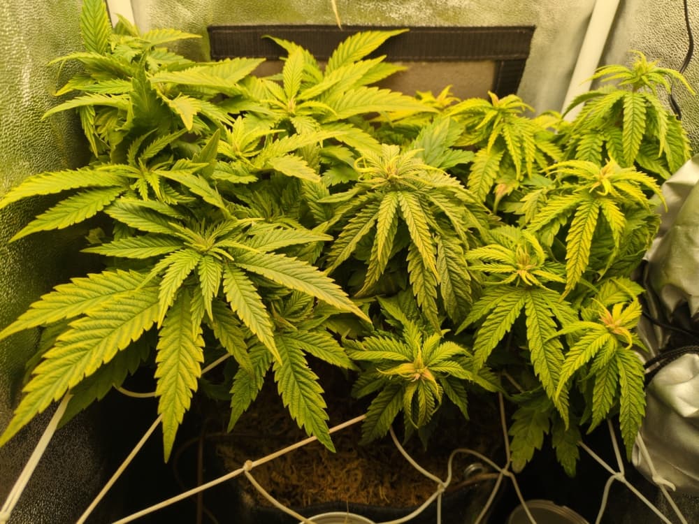 ResizedImage_2025-01-21_16-12-27_2