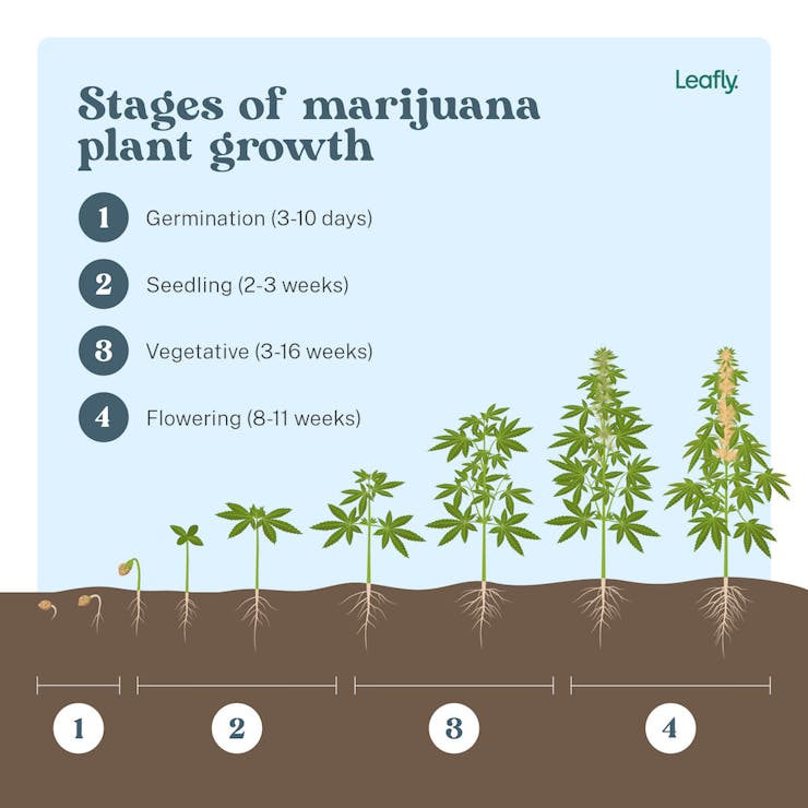 marijuana-plant-growth-cycle