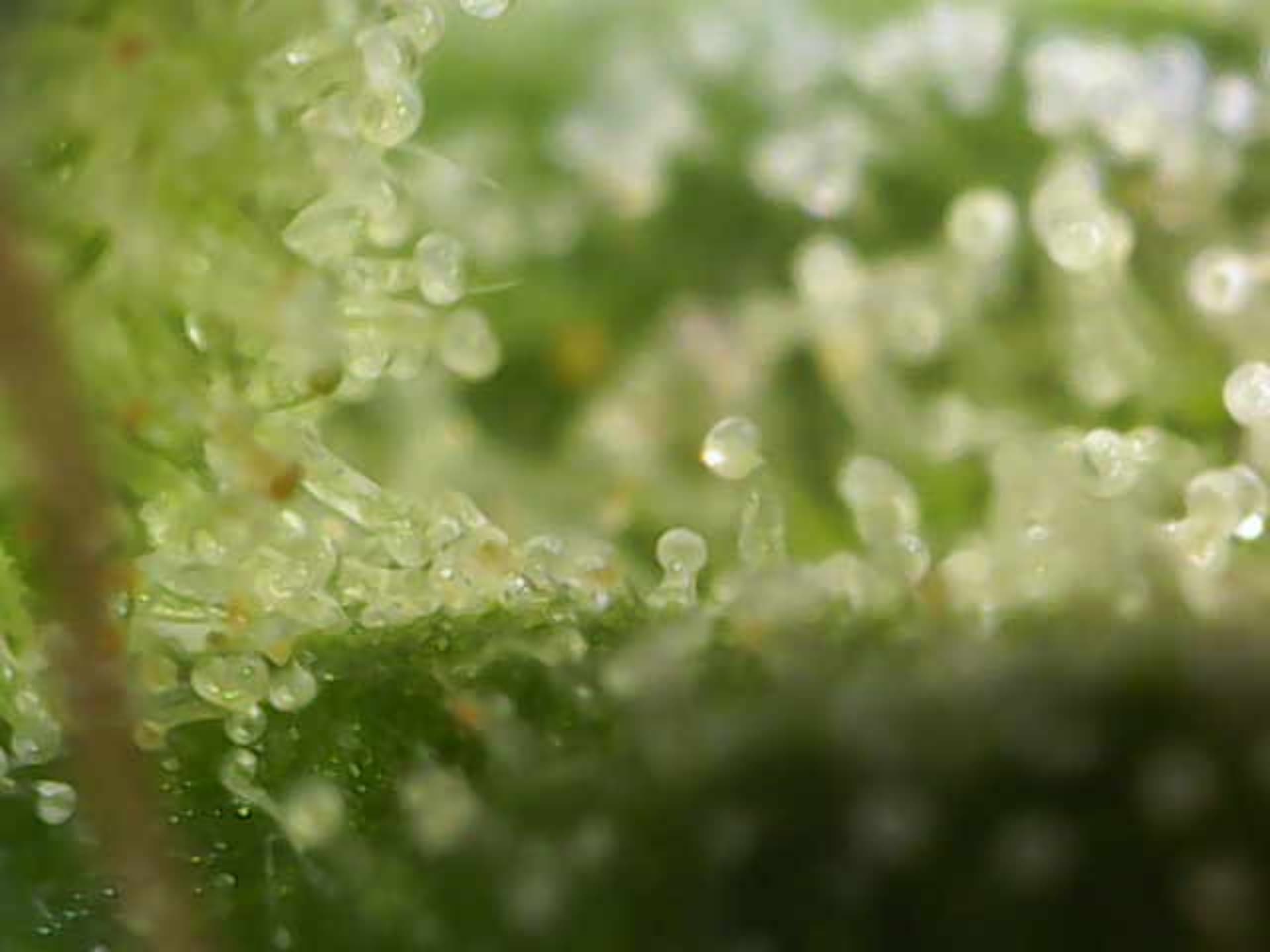 Image_2024-07-15 10_57_44_149