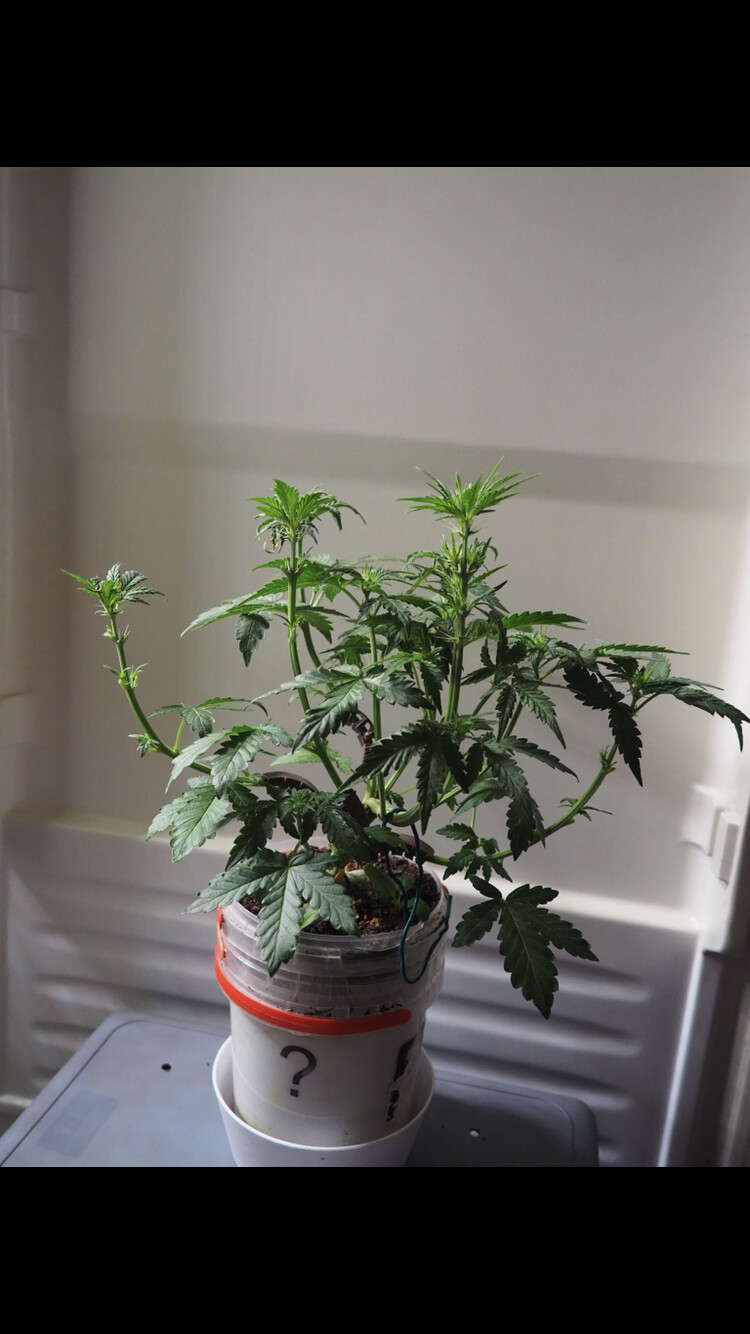 IMG_0684