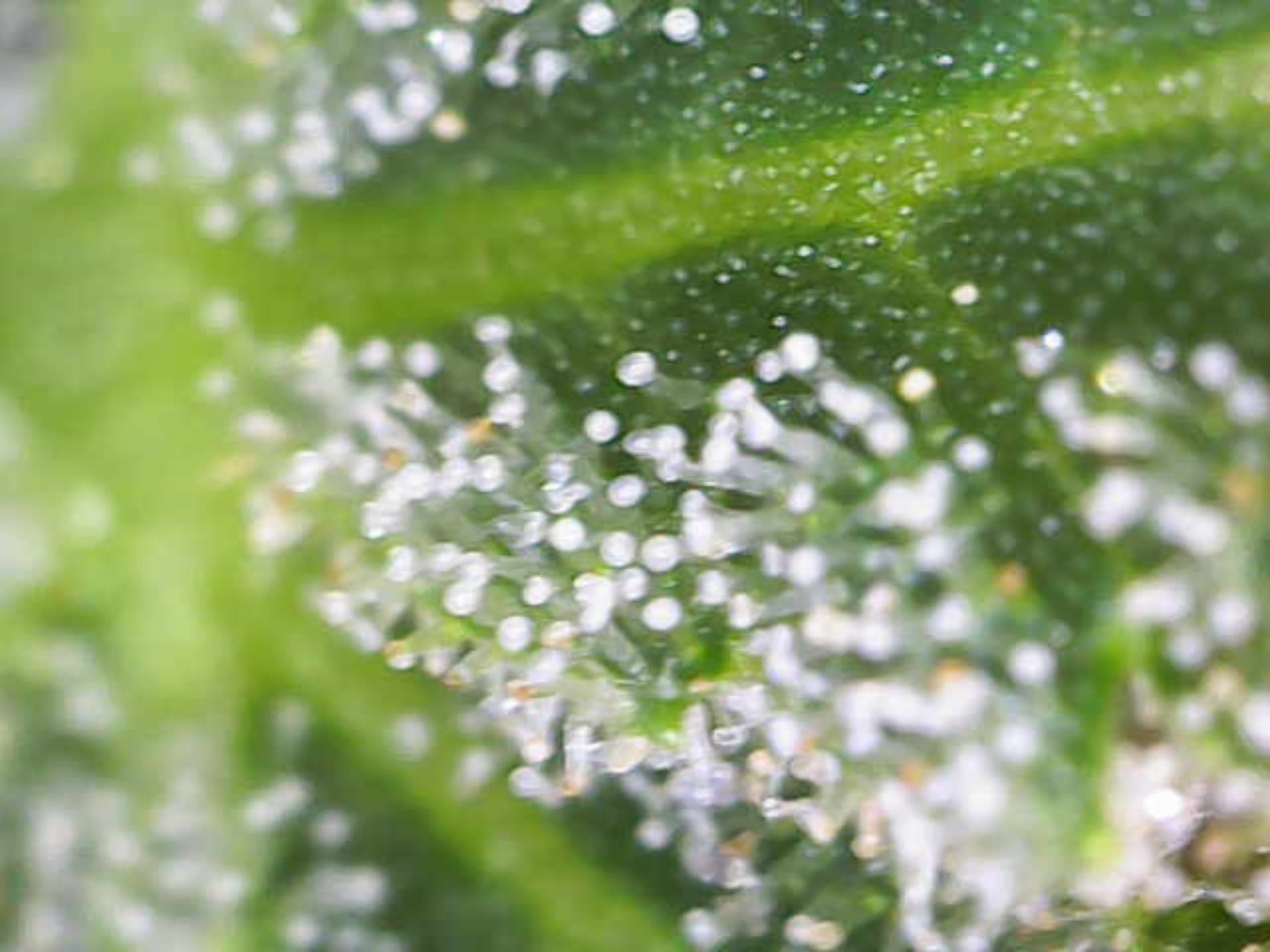 Image_2024-07-15 11_09_40_051