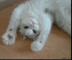 Happy Cat GIF