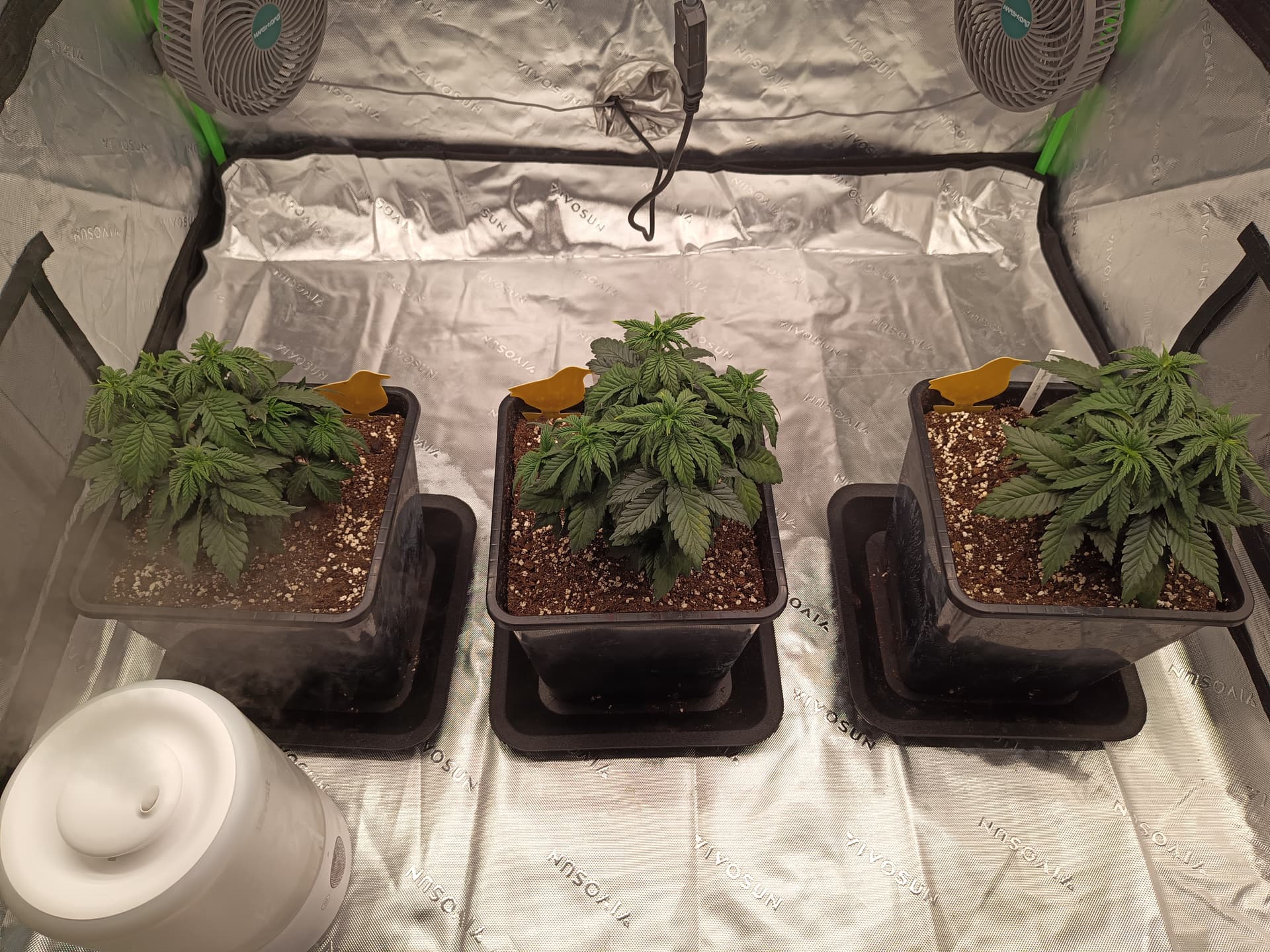 Adlerkrallen und seltsame Flecken nach Umtopfen seit 5 Tagen GrowProbleme Forum