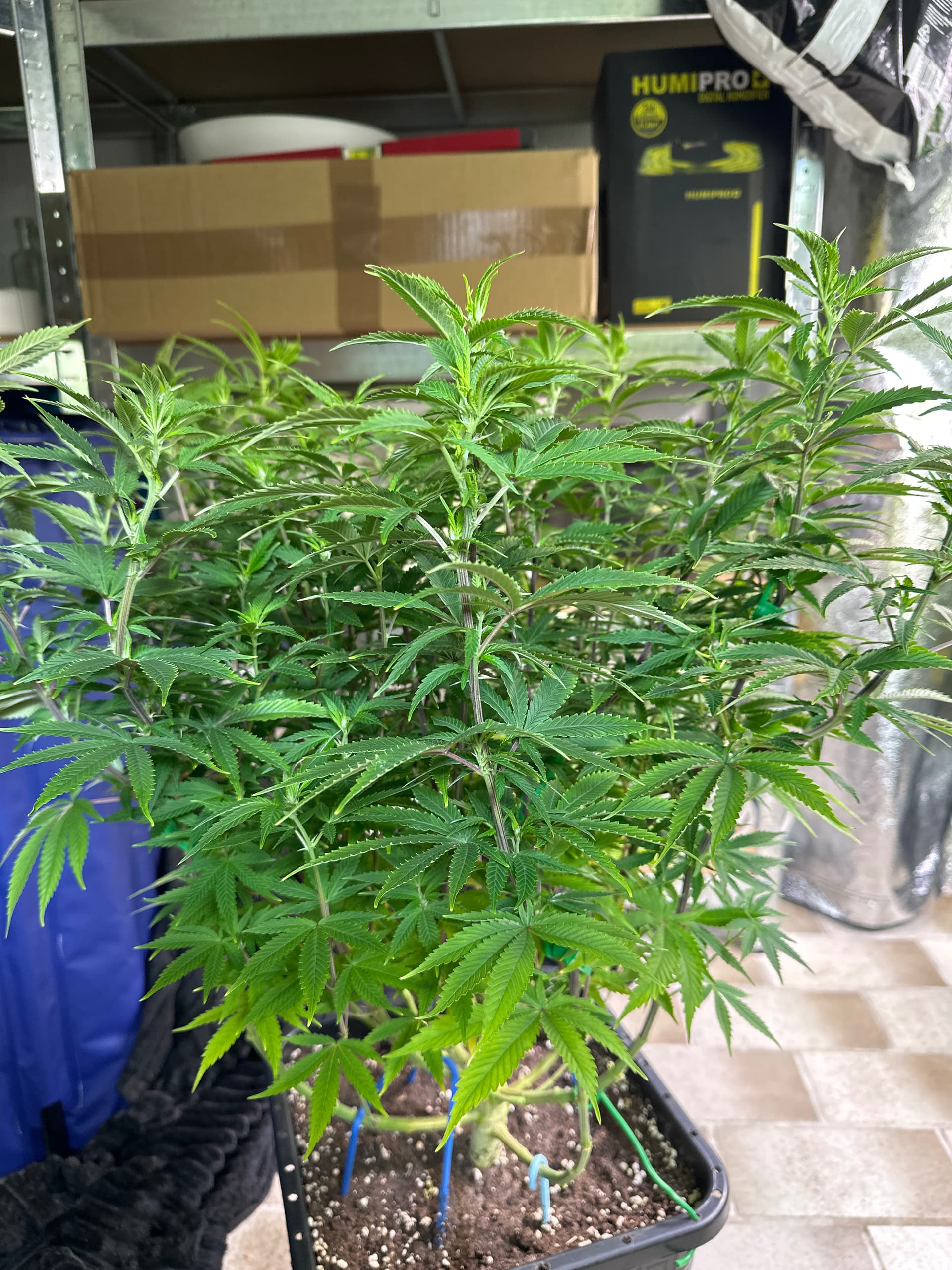 Growreport Bild 17