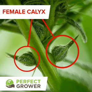 Female_cannabis_plant_calyx-300x300