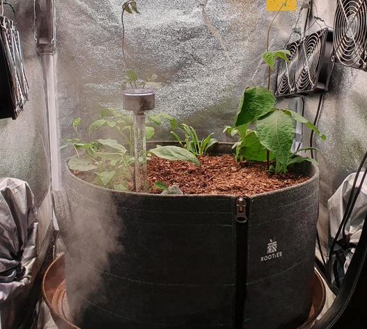 Screenshot 2025-10-02 at 14-19-51 Living Soil Projekt 1.0 ca_hempy Morocco Beldia Kif (ACE) im 40 L Topf ca_hempy - Growreports - Forum Cannabisanbauen.net