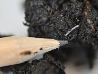 Screenshot 2025-10-25 at 19-47-49 trauermücken larven - Google Suche