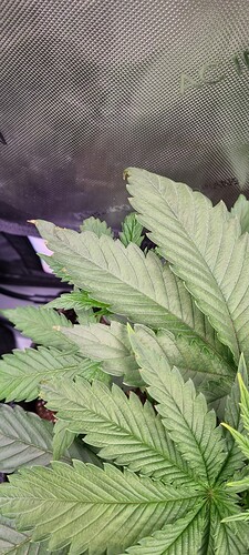 046d360b31f065f9ee230c87f3f325bbe8a753ca_2_225x500