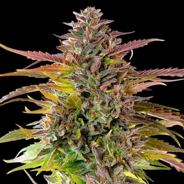 Growreport Bild 26