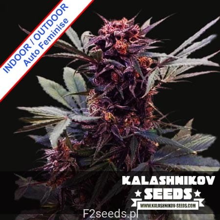 Kalashnikov-Seeds-Babushka-Black-Auto-russian-cannabis-n