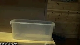 Cats If I Fits I Sits GIF