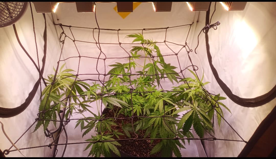 Growreport Bild 6