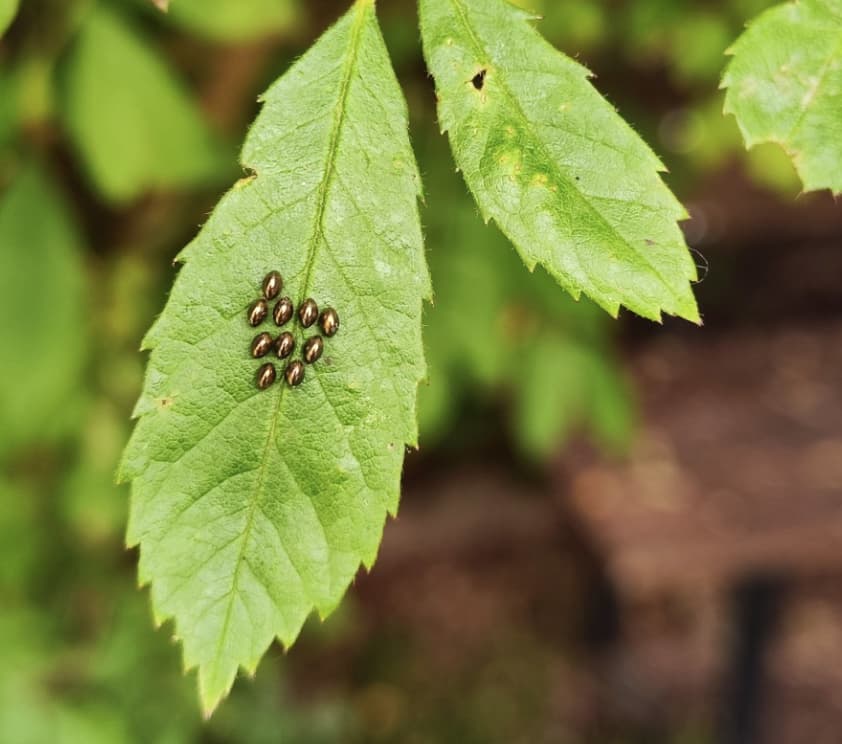 Growreport Bild 11