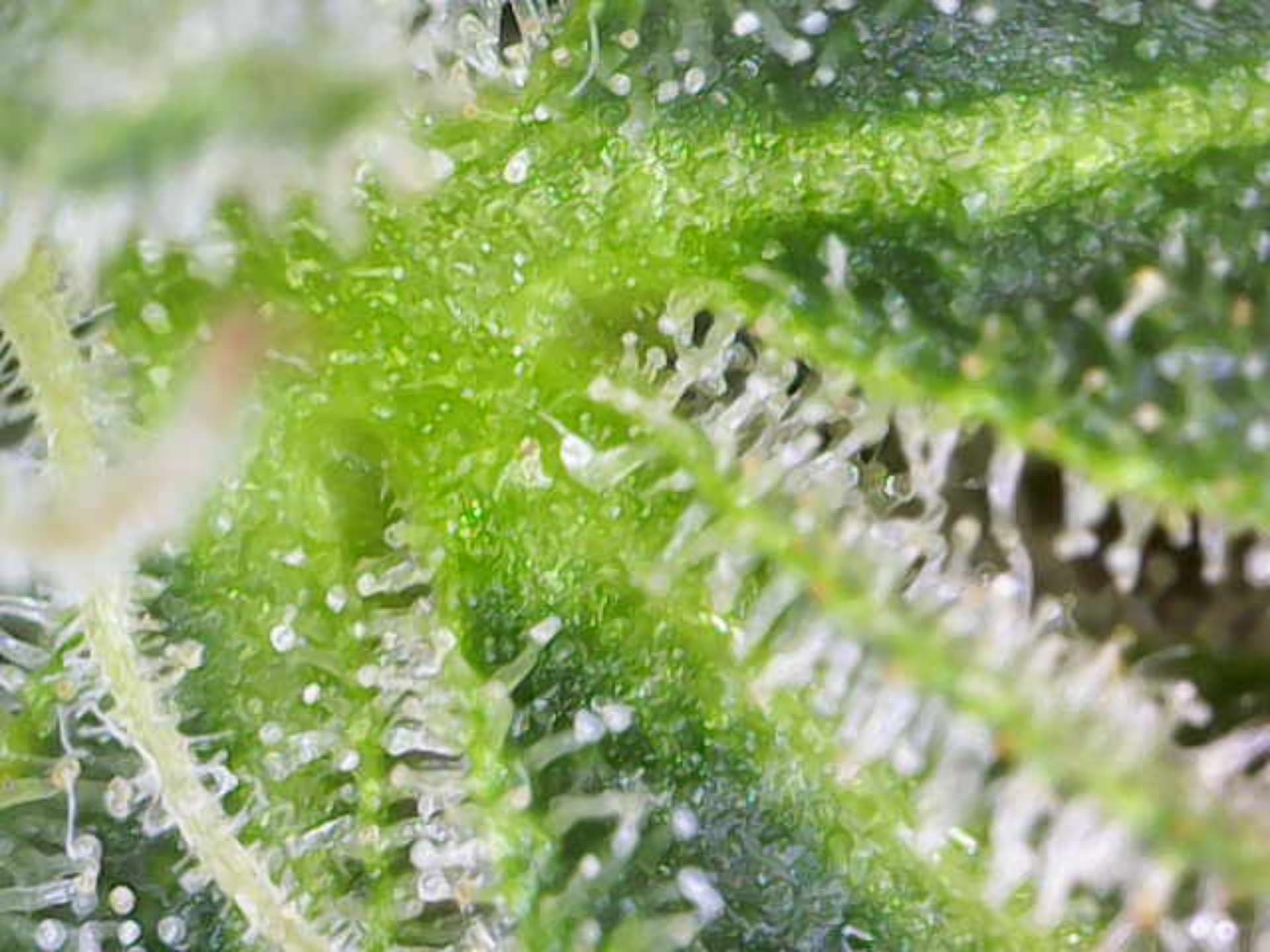 Image_2024-07-15 11_09_52_336