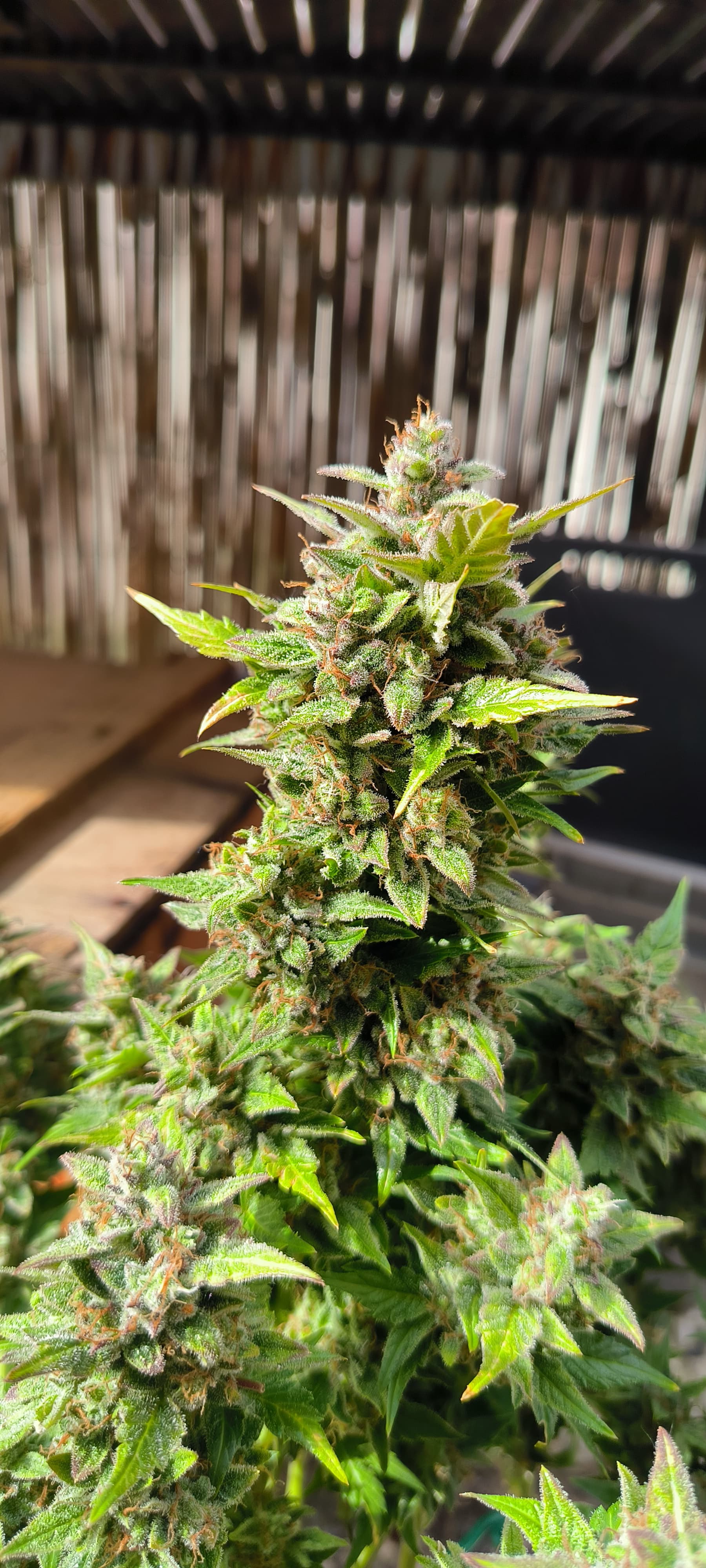 Purple Haze/ NY Diesel: Autos Organisch in 4L mit Biotabs. LST+ ...