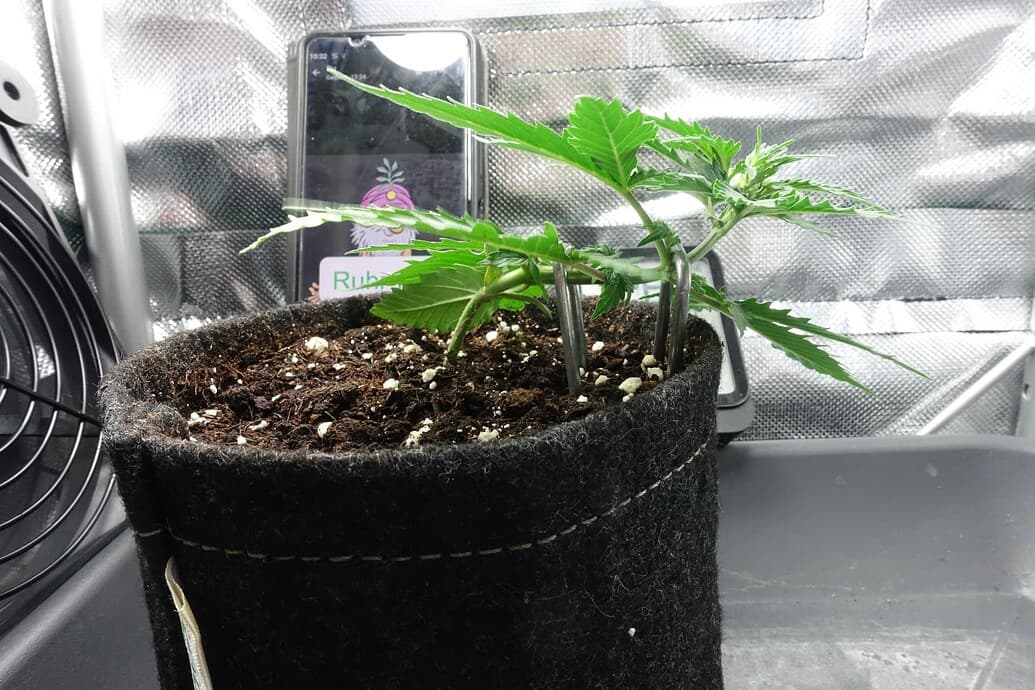 Ruhr-Pots last (il)legal Automatic Grow - 4 x Northern Light (+1)