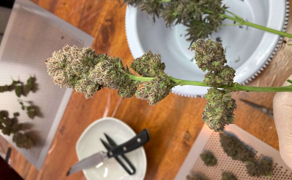 Growreport Bild 12