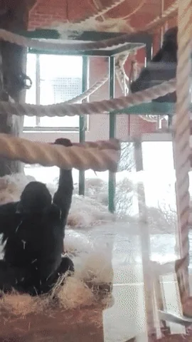 gorilla GIF
