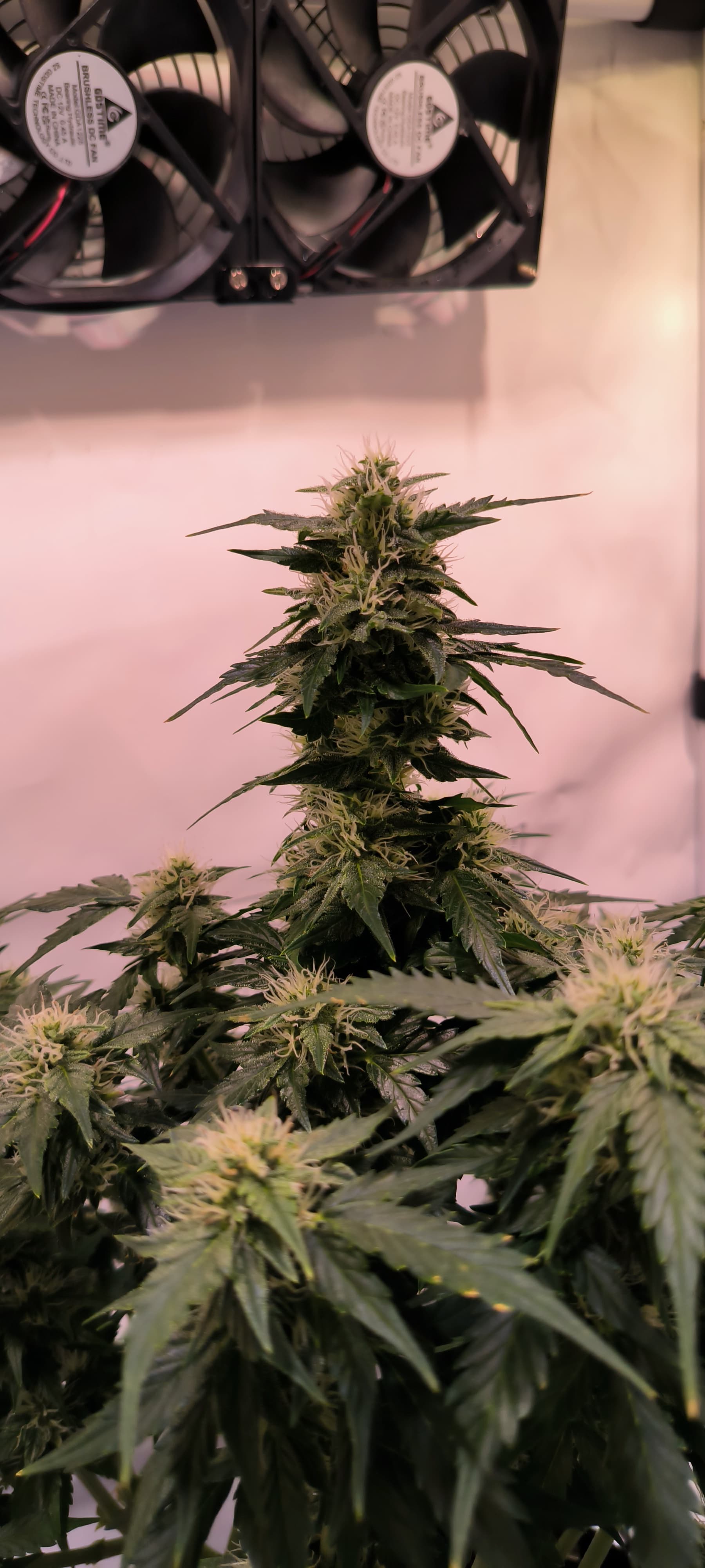 Purple Haze/ NY Diesel: Autos Organisch in 4L mit Biotabs. LST+ ...