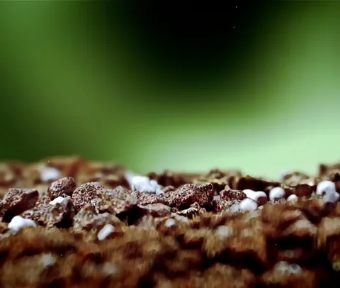 Grow Plant Growth GIF by ELMØ