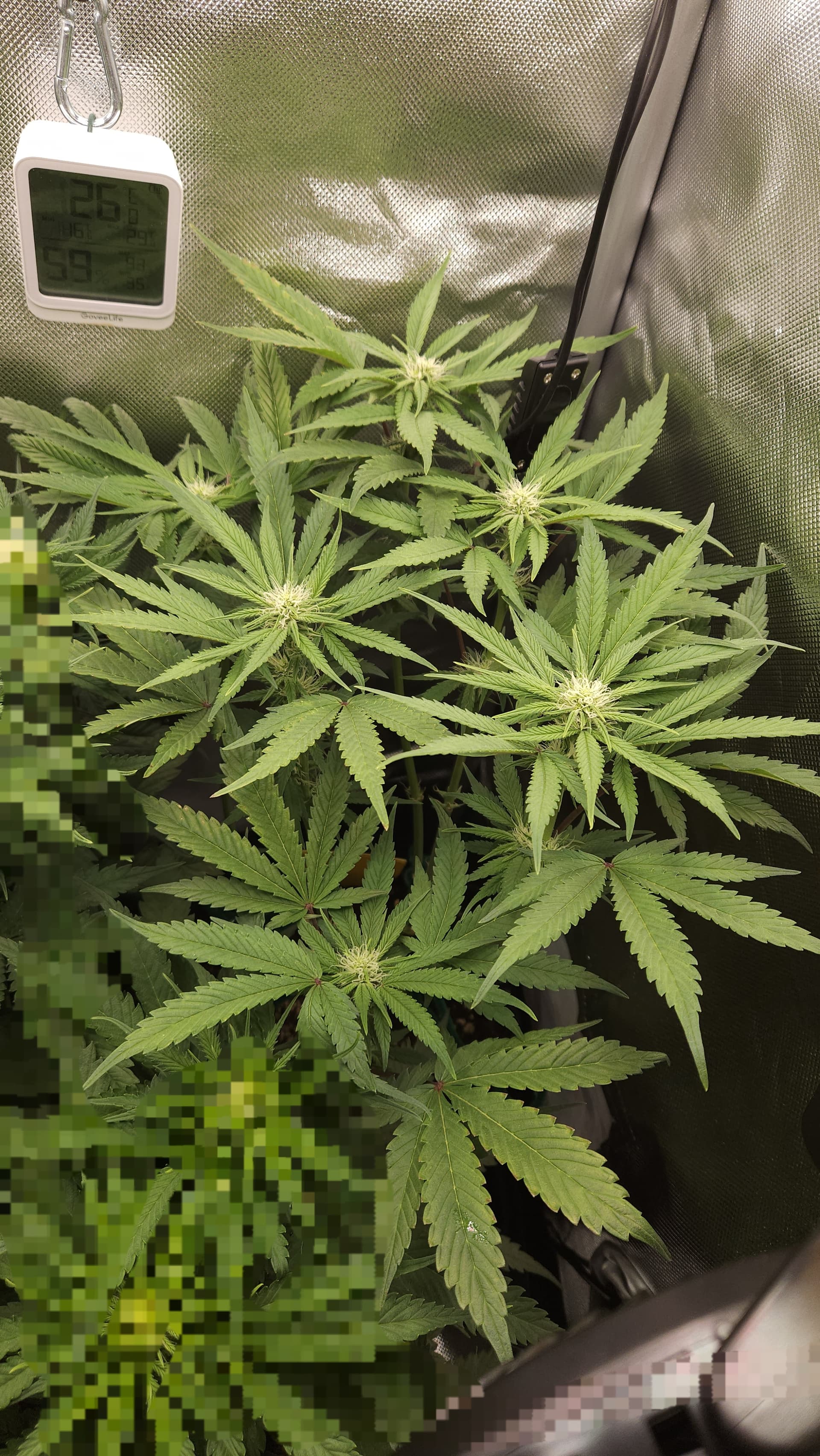 Überdüngung oder Mangel (Kalium?) GrowProbleme Forum