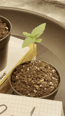 giphy-downsized-large