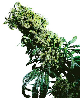 Northern Lights #5 X Haze Feminisiert (3 Stück)