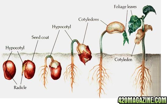 starting-seeds