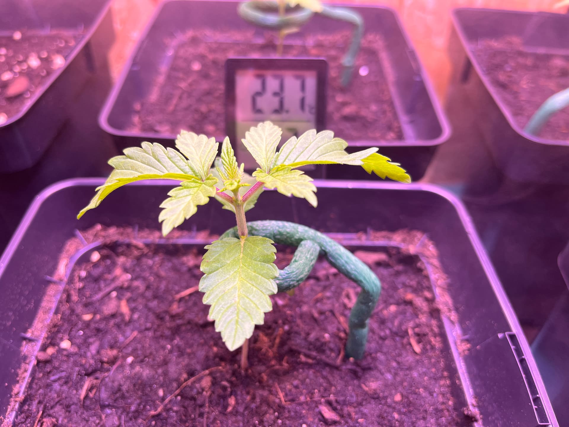 Keimblatt von Keimling abgerissen GrowProbleme Forum