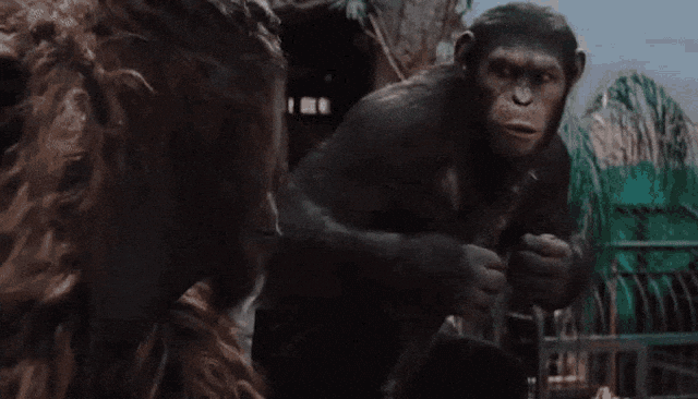 Apes Together Strong GIFs - Find & Share on GIPHY