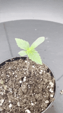 giphy-downsized-large