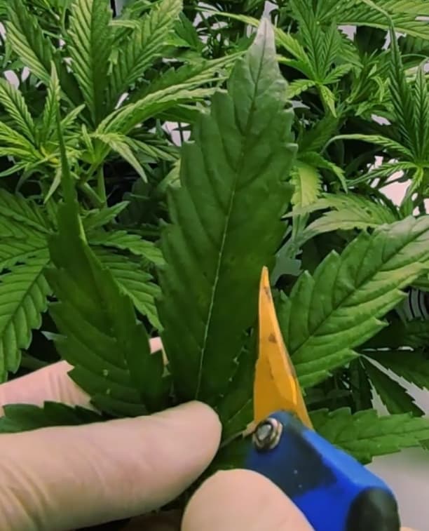 Growreport Bild 17