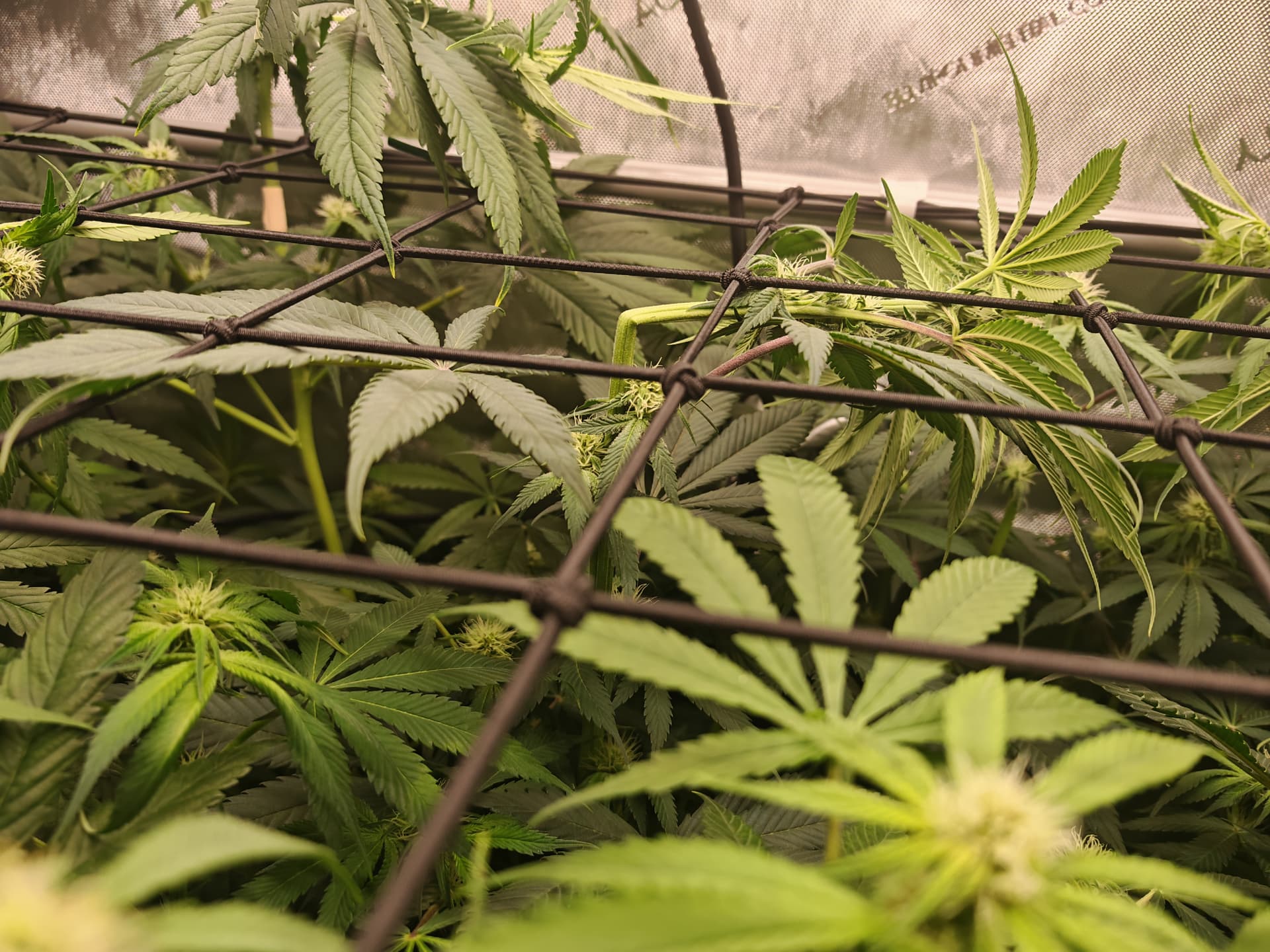 Growreport Bild 12