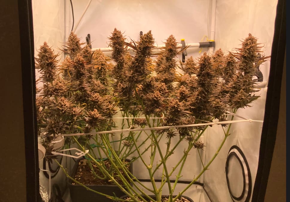 Growreport Bild 11