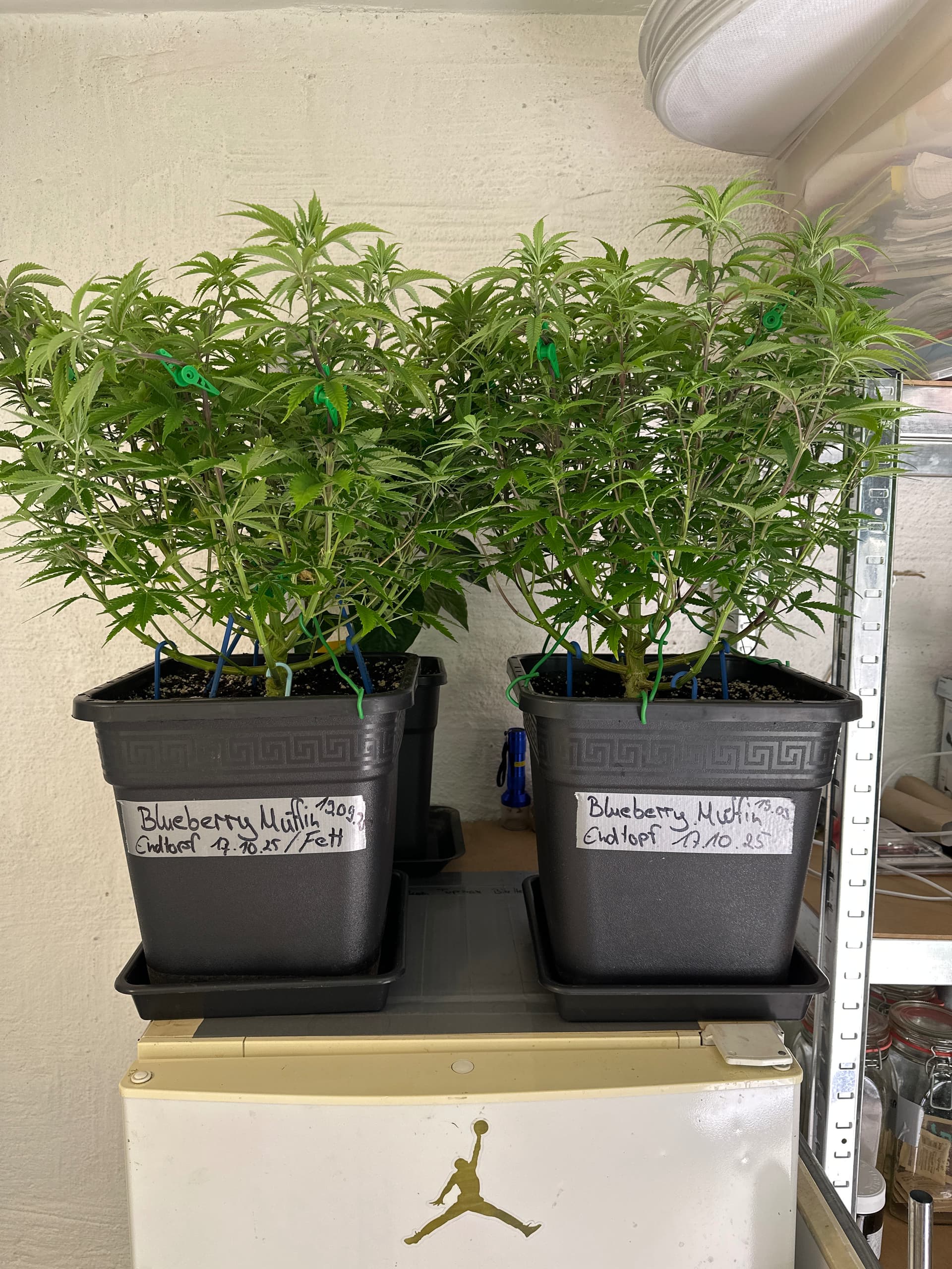 Growreport Bild 22