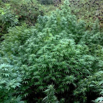 durban-poison-2