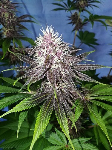 3224583b2f4adf3d13bd4de4449598a4ae8e2960_2_375x500