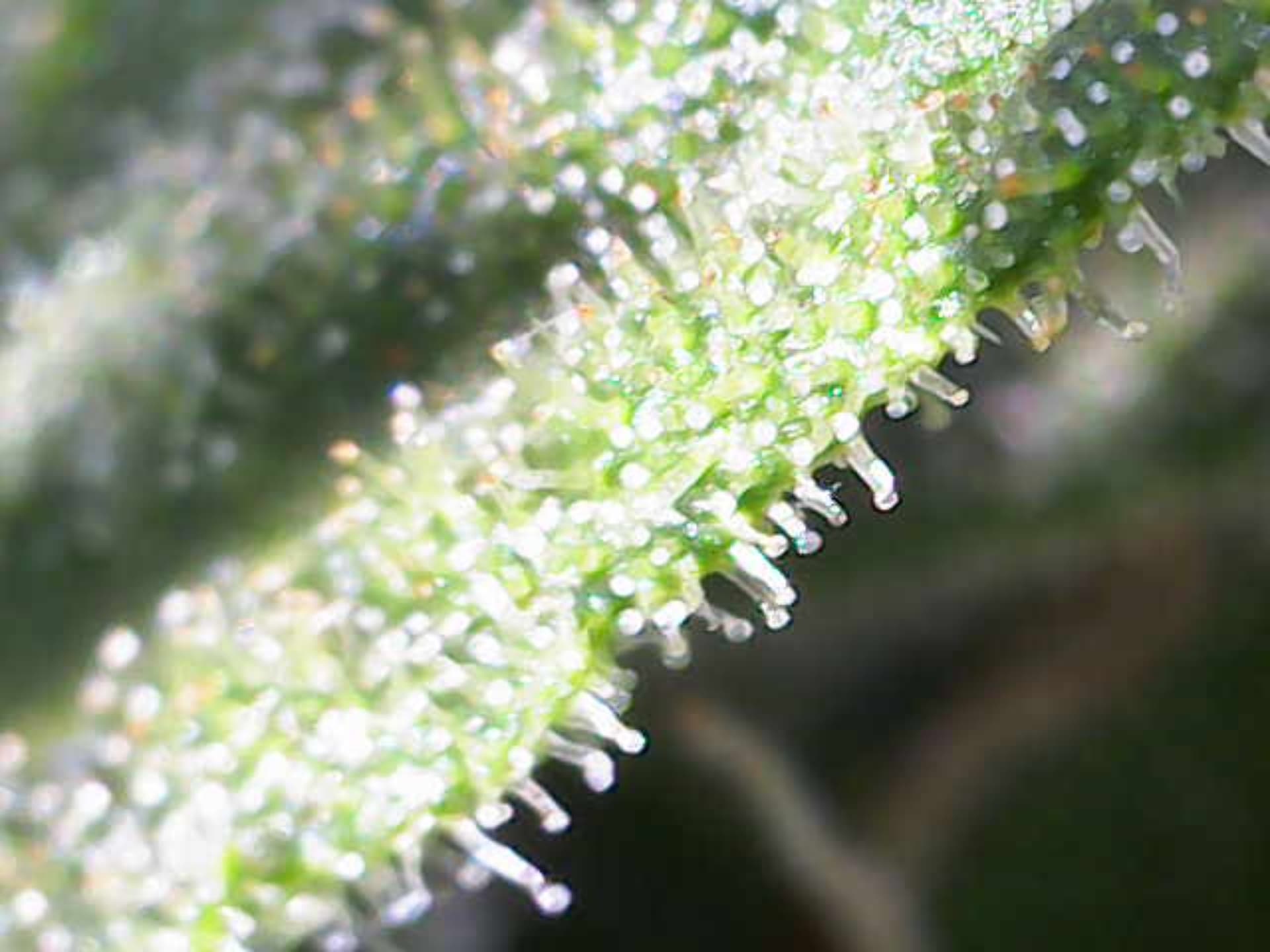 Image_2024-07-15 11_09_21_586