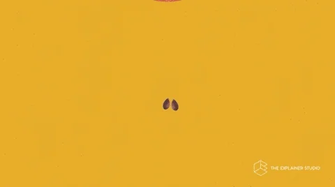 Plant Growth Animation GIF by The Explainer Studio