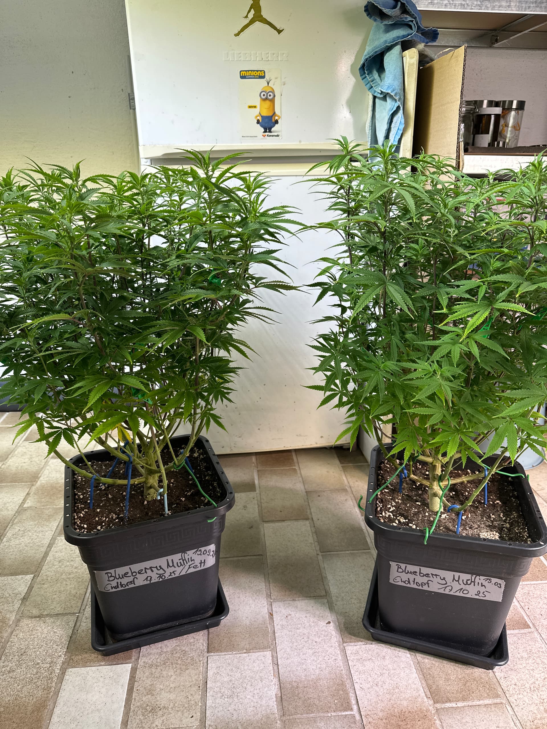 Growreport Bild 22
