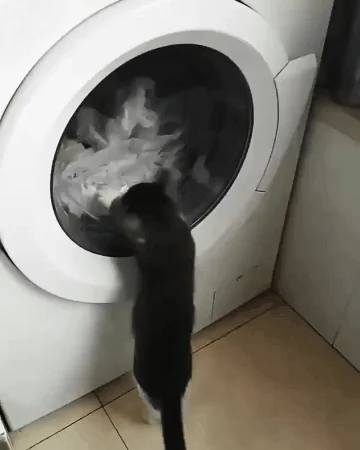 Cat Battle GIF - Find & Share on GIPHY