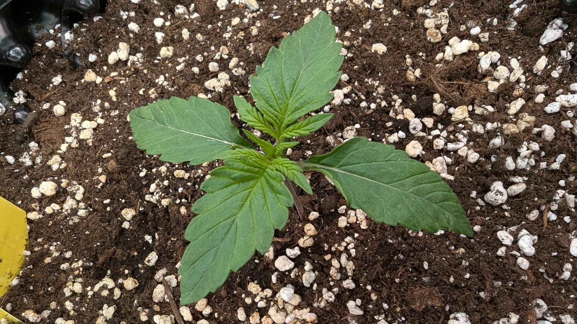 PXL_20240706_162744562.MP