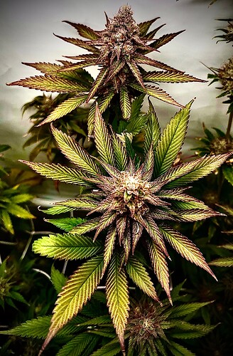 0d9f6514b8225c02e436e2352daa9335bcb8efb9_2_328x500