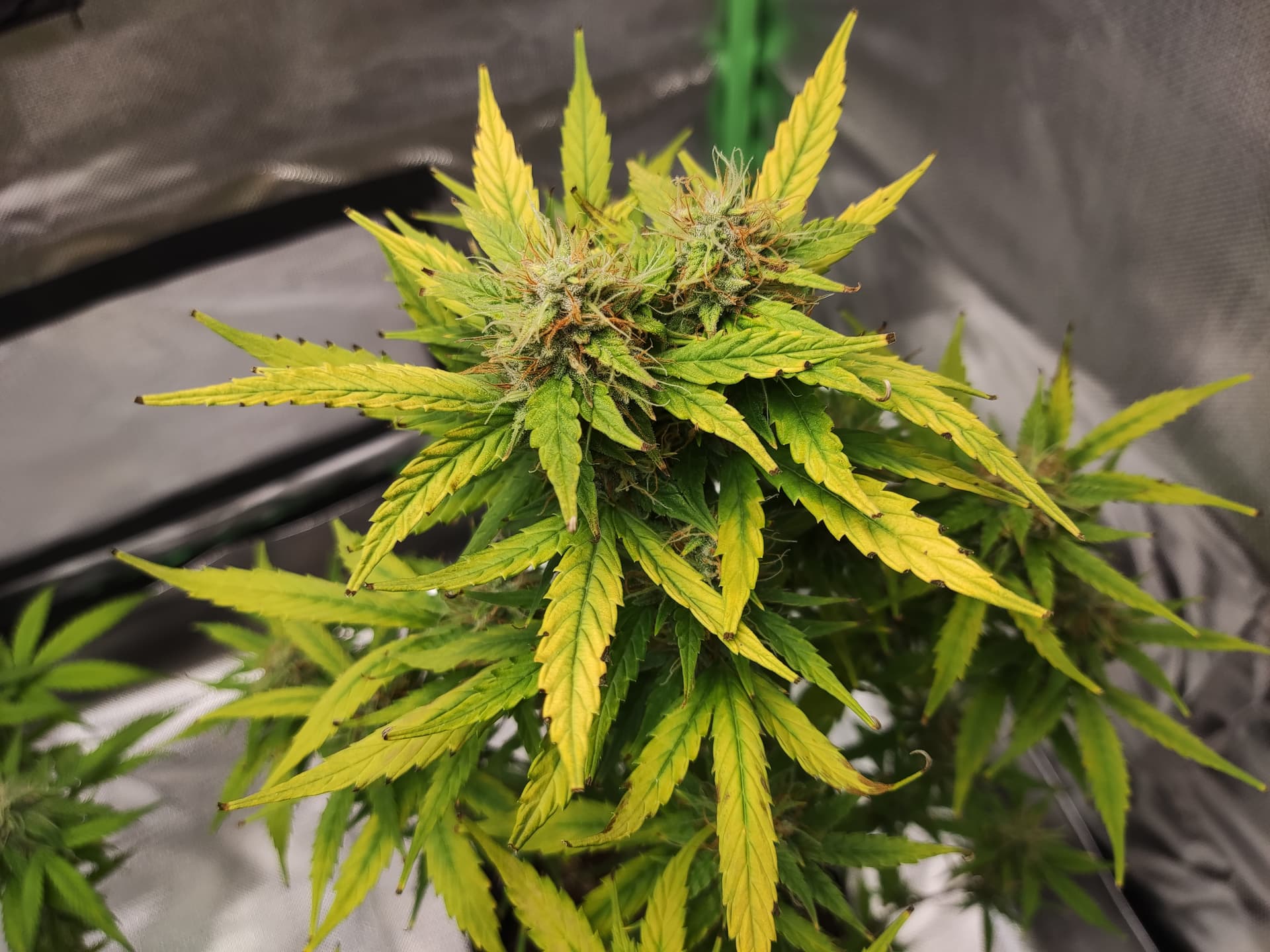 Obere Blätter hellgrün, untere Blätter braune Flecken Seite 3 GrowProbleme Forum