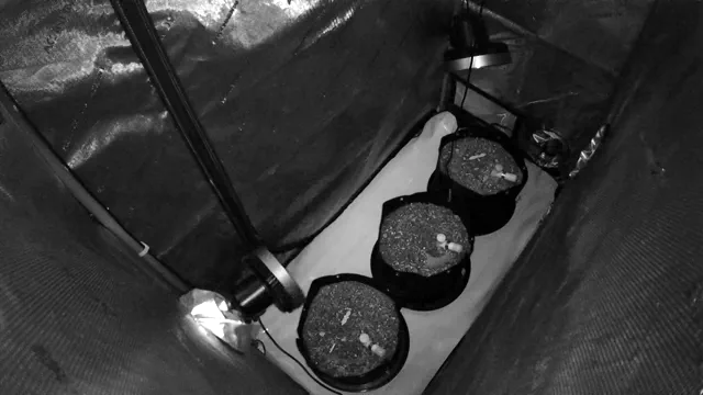 Weed Trek VI - Die Abenteuer des Romay: Hawaii Maui Waui Auto, Wild Thailand Ryder, Auto Creeper Indoor