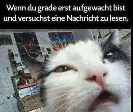 48359237_10217897638417732_1976434028521193472_n