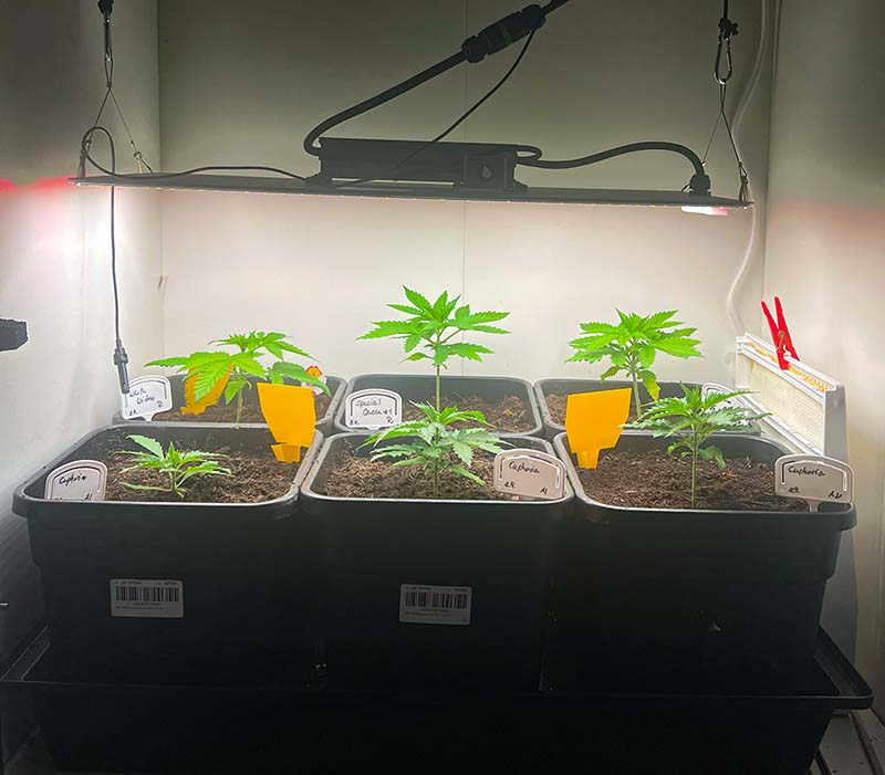 Tag 21 - Growbox